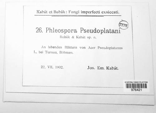 Phloeospora pseudoplatani image